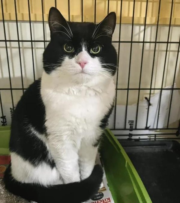 天盈配 路边捡到奶牛猫不合群，送到狗舍无人领养，结局却暖心