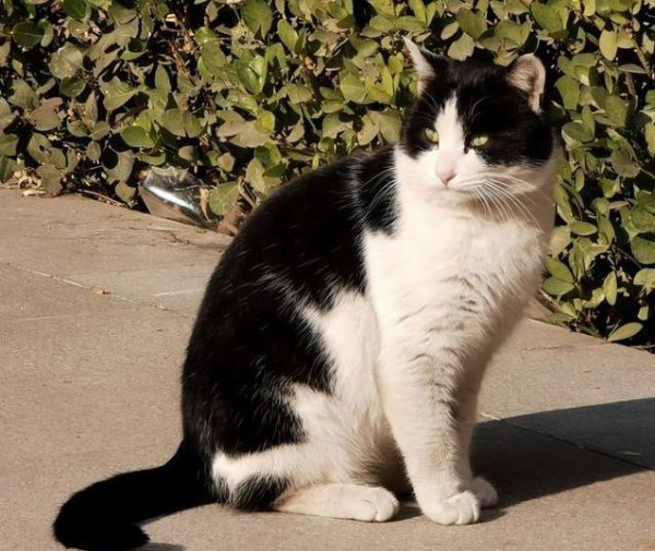 科云汇 我家奶牛猫会偷袜子，天天追红点，聪明得像人精？