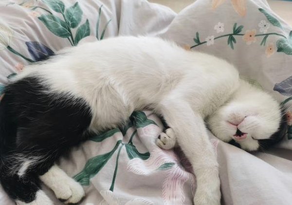 申银优配 流浪猫带俩娃投奔我家，饭点准时上门，睡我床咋办？