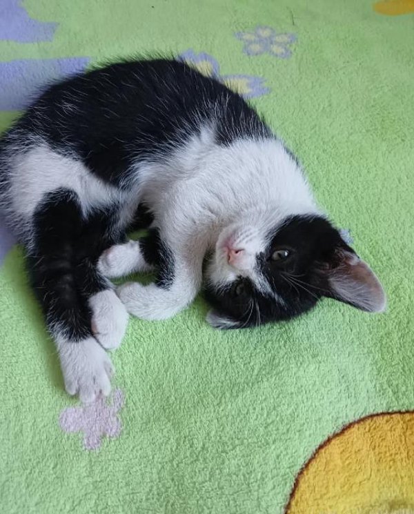 长宏网 奶牛猫花花不玩玩具，偏爱蔬菜水果，玩出新花样